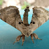 Apatelodid Moth