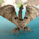 Apatelodid Moth