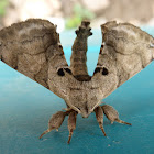 Apatelodid Moth