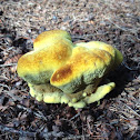 Velvet Top Fungus