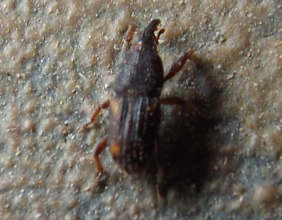 Maize Weevil