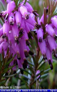 Wild Flowers of the Alps - náhled
