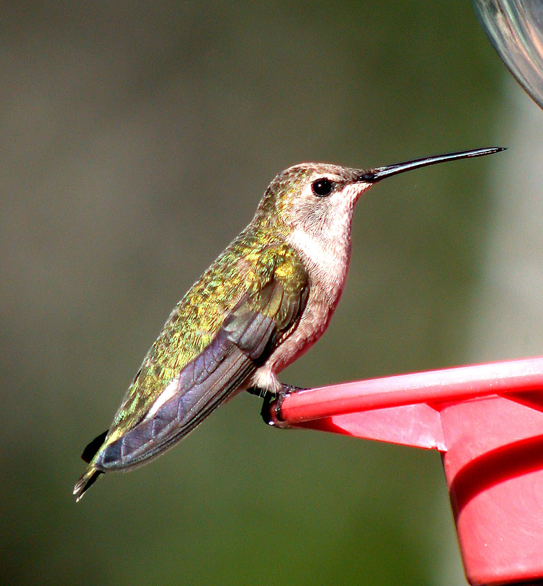 Black-chinned  Hummingbird