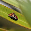 muntvlindertje (Pyrausta aurata)