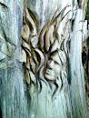 Face in the Tree