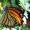 Striped tiger butterfly