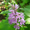 Heath spotted orchid