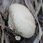 Puffball?