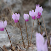 Common cyclamen, autumnal variety