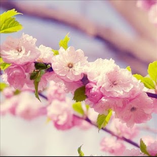 How to download pink cherry live wallpaper 1.0 mod apk for laptop