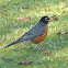 American Robin