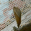 Hypena moth