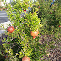 Pomegranate