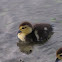 Muscovy Duck (duckling)