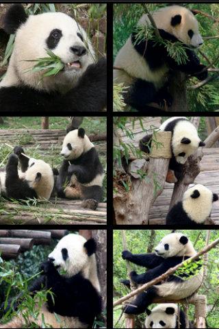 Panda Free Run