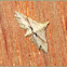 Hypenagonia Noctuid Moth