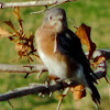 Eastern Blue Bird (female)