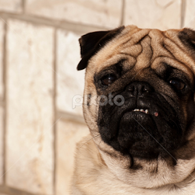 by Hrvoje Lučić - Animals - Dogs Portraits