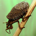 Ferocious Water Bug with Eggs