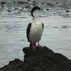 South Georgia Shag