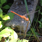 Ruby Meadowhawk (female)