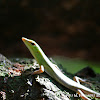 spotted green tree skink