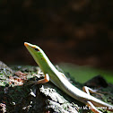 spotted green tree skink