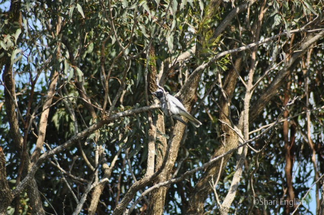 Black-Faced Cuckoo-Shrike