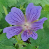 Sticky Purple Geranium