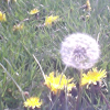Dandelions and a Bee
