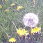 Dandelions and a Bee