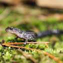 Eastern Red-backed Salamander (lead morph)