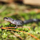 Eastern Red-backed Salamander (lead morph)