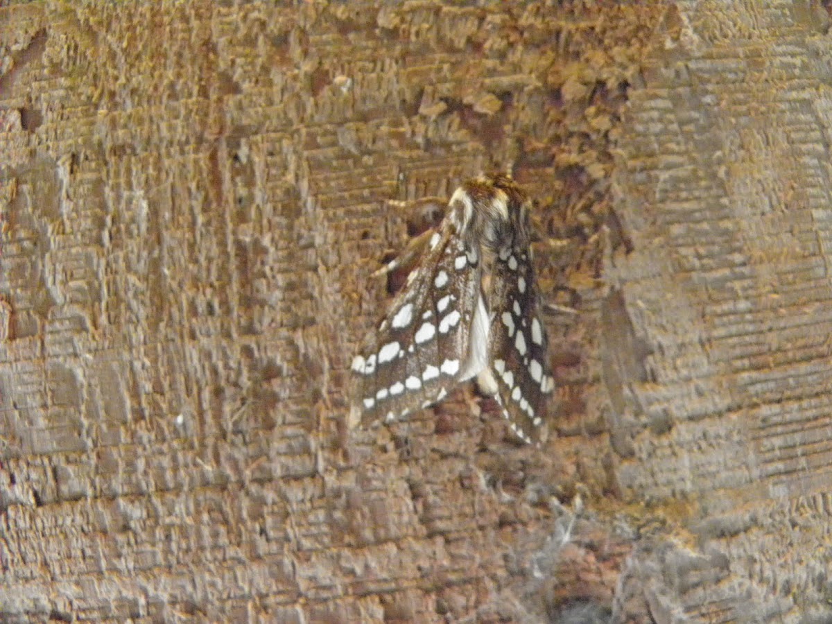 silver spotted tiger moth