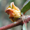 Eucalyptus leaf axil gall