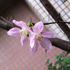 櫻花. Yamazakura, Cherry blossom