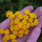 Common Tansy