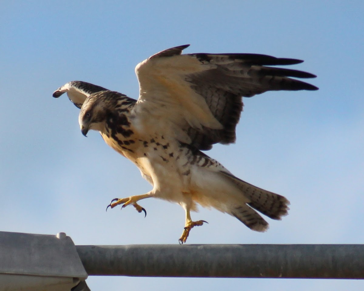 Swainson's Hawk