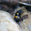 American Burying Beetle 