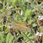 Fiery Skipper Butterfly