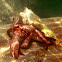 Giant Hermit Crab