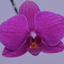 Orchid