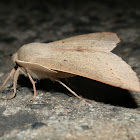 Geometrid Moth - ♂