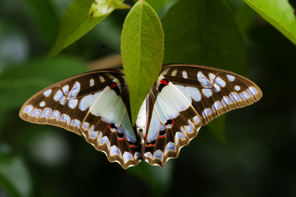 Pale Trangle Butterfly