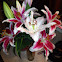 Star gazer lilies