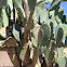 paddle cactus