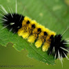 Spotted Tussock Moth (Caterpillar)