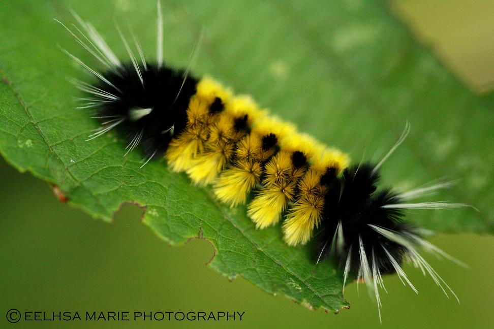 Spotted Tussock Moth (Caterpillar)