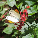 Great orange tip butterfly