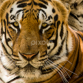 by Amit Aggarwal - Animals Lions, Tigers & Big Cats